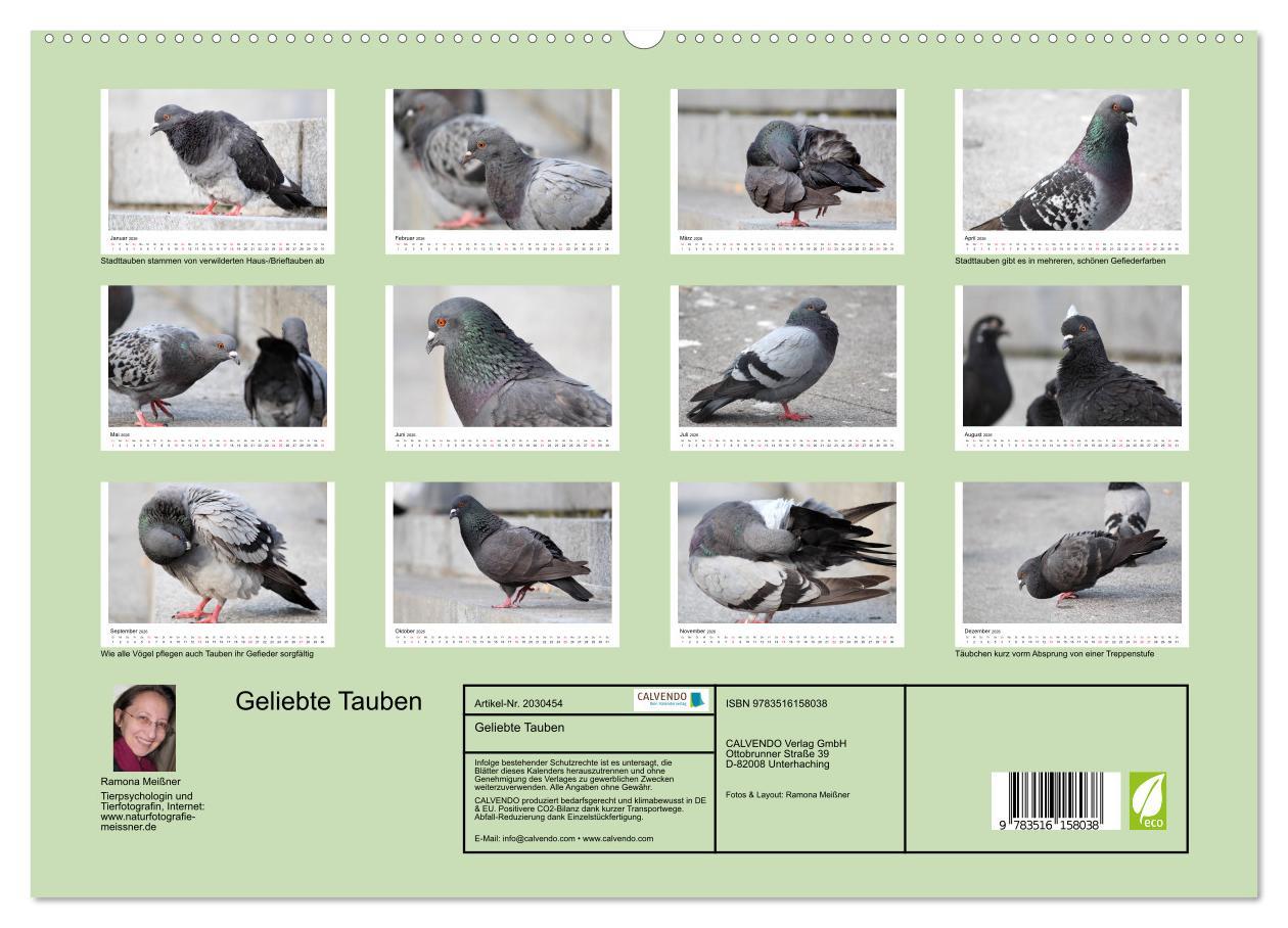 Beispielinhalt (Bild) Geliebte Tauben (hochwertiger Premium Wandkalender 2026 DIN A2 quer), Kunstdruck in Hochglanz