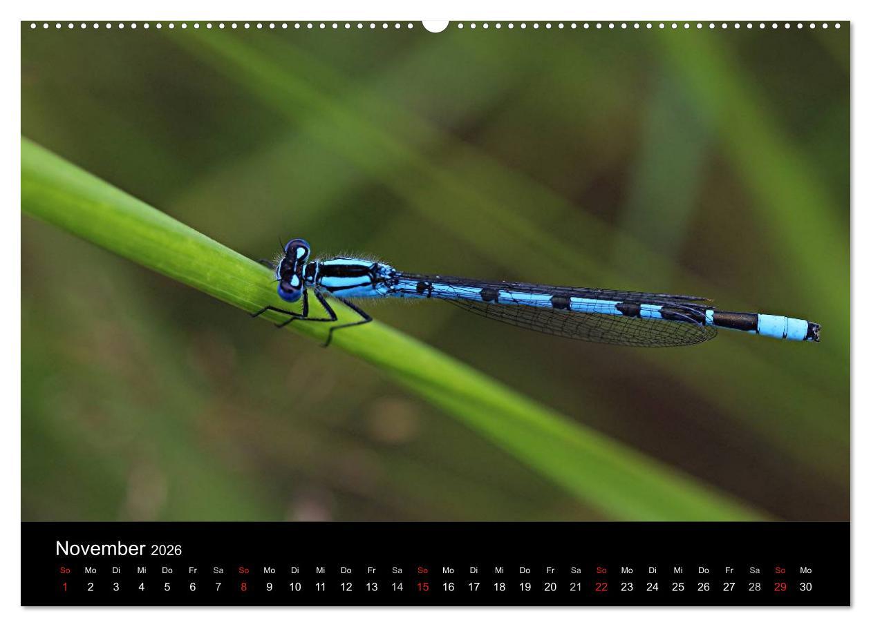 Beispielinhalt (Bild) Makro-Kalender 2026 (Wandkalender 2026 DIN A2 quer), CALVENDO Monatskalender