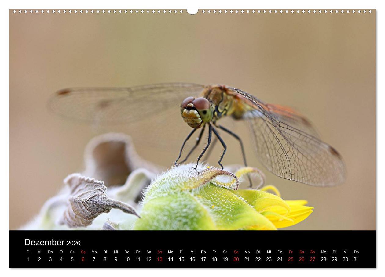 Beispielinhalt (Bild) Makro-Kalender 2026 (Wandkalender 2026 DIN A2 quer), CALVENDO Monatskalender