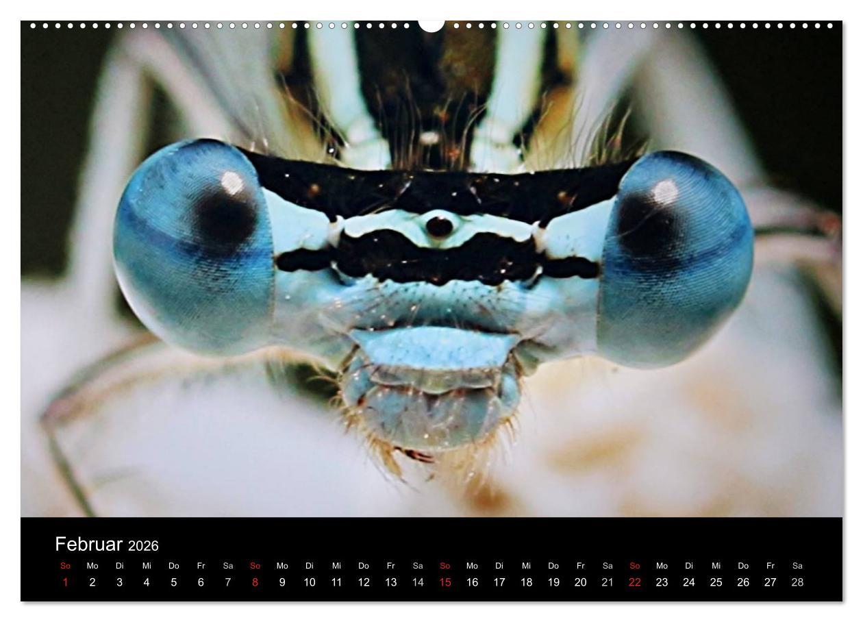 Beispielinhalt (Bild) Makro-Kalender 2026 (Wandkalender 2026 DIN A2 quer), CALVENDO Monatskalender