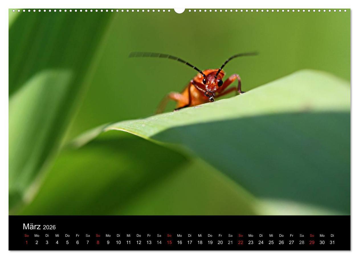 Beispielinhalt (Bild) Makro-Kalender 2026 (Wandkalender 2026 DIN A2 quer), CALVENDO Monatskalender