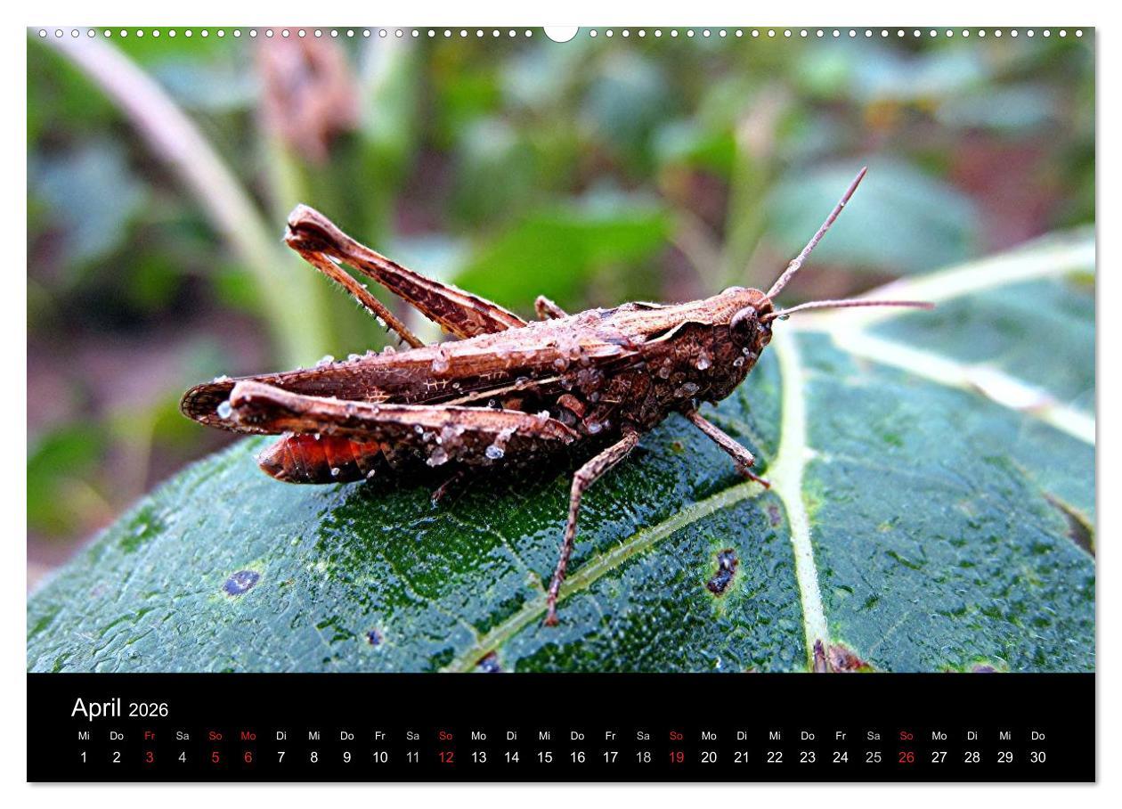 Beispielinhalt (Bild) Makro-Kalender 2026 (Wandkalender 2026 DIN A2 quer), CALVENDO Monatskalender