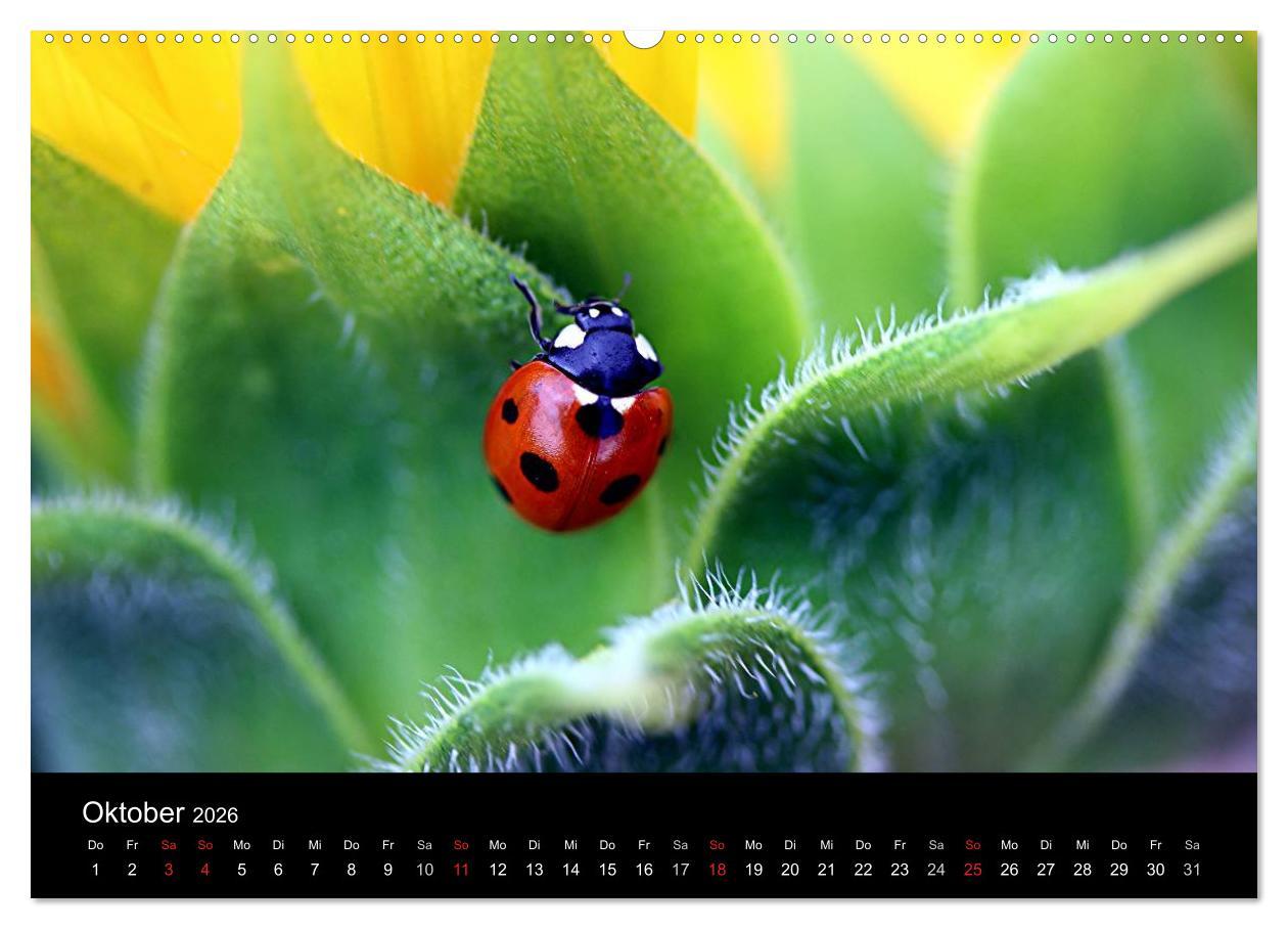 Beispielinhalt (Bild) Makro-Kalender 2026 (Wandkalender 2026 DIN A2 quer), CALVENDO Monatskalender
