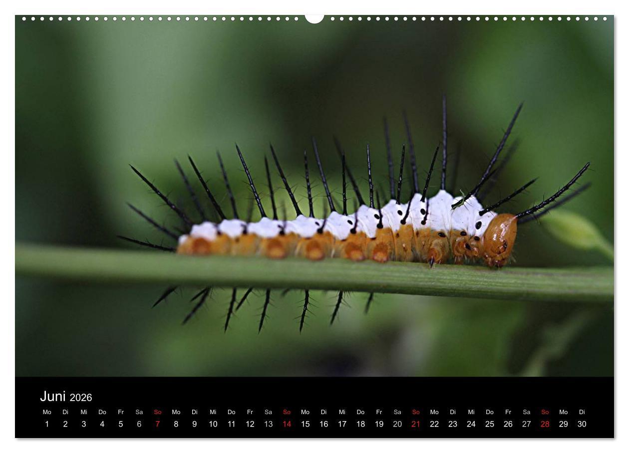 Beispielinhalt (Bild) Makro-Kalender 2026 (Wandkalender 2026 DIN A2 quer), CALVENDO Monatskalender