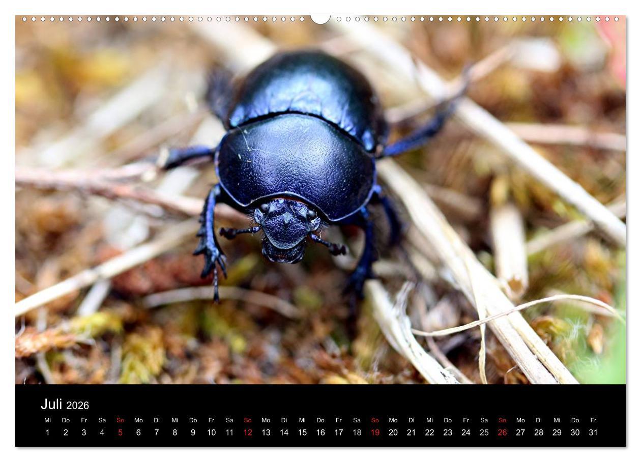 Beispielinhalt (Bild) Makro-Kalender 2026 (Wandkalender 2026 DIN A2 quer), CALVENDO Monatskalender