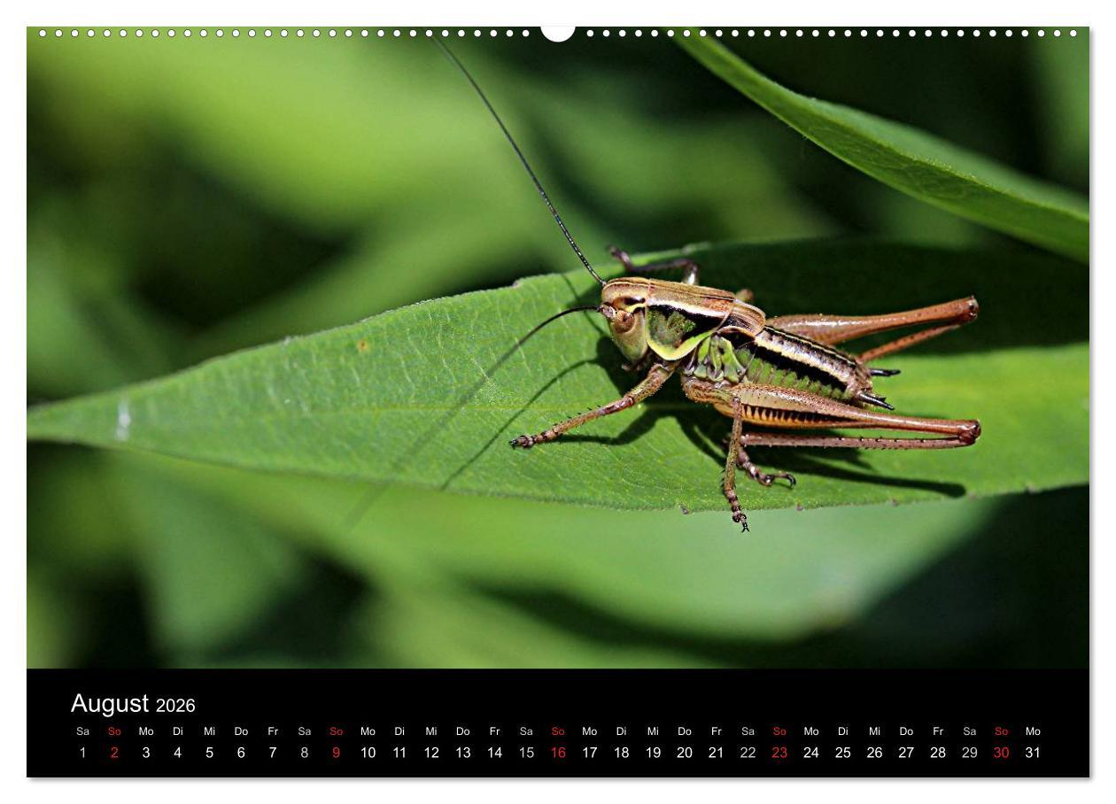 Beispielinhalt (Bild) Makro-Kalender 2026 (Wandkalender 2026 DIN A2 quer), CALVENDO Monatskalender