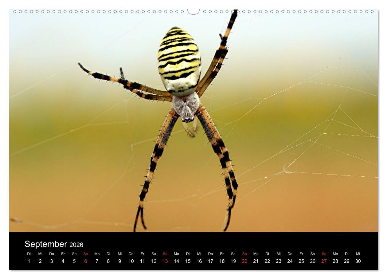 Beispielinhalt (Bild) Makro-Kalender 2026 (Wandkalender 2026 DIN A2 quer), CALVENDO Monatskalender