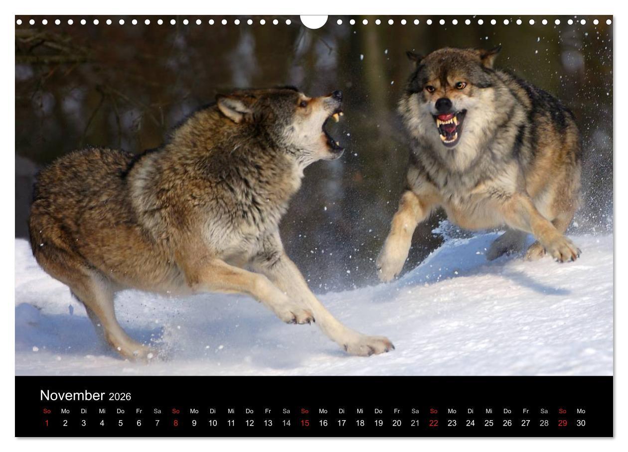 Beispielinhalt (Bild) Kanadische Wölfe im Winter (Wandkalender 2026 DIN A3 quer), CALVENDO Monatskalender