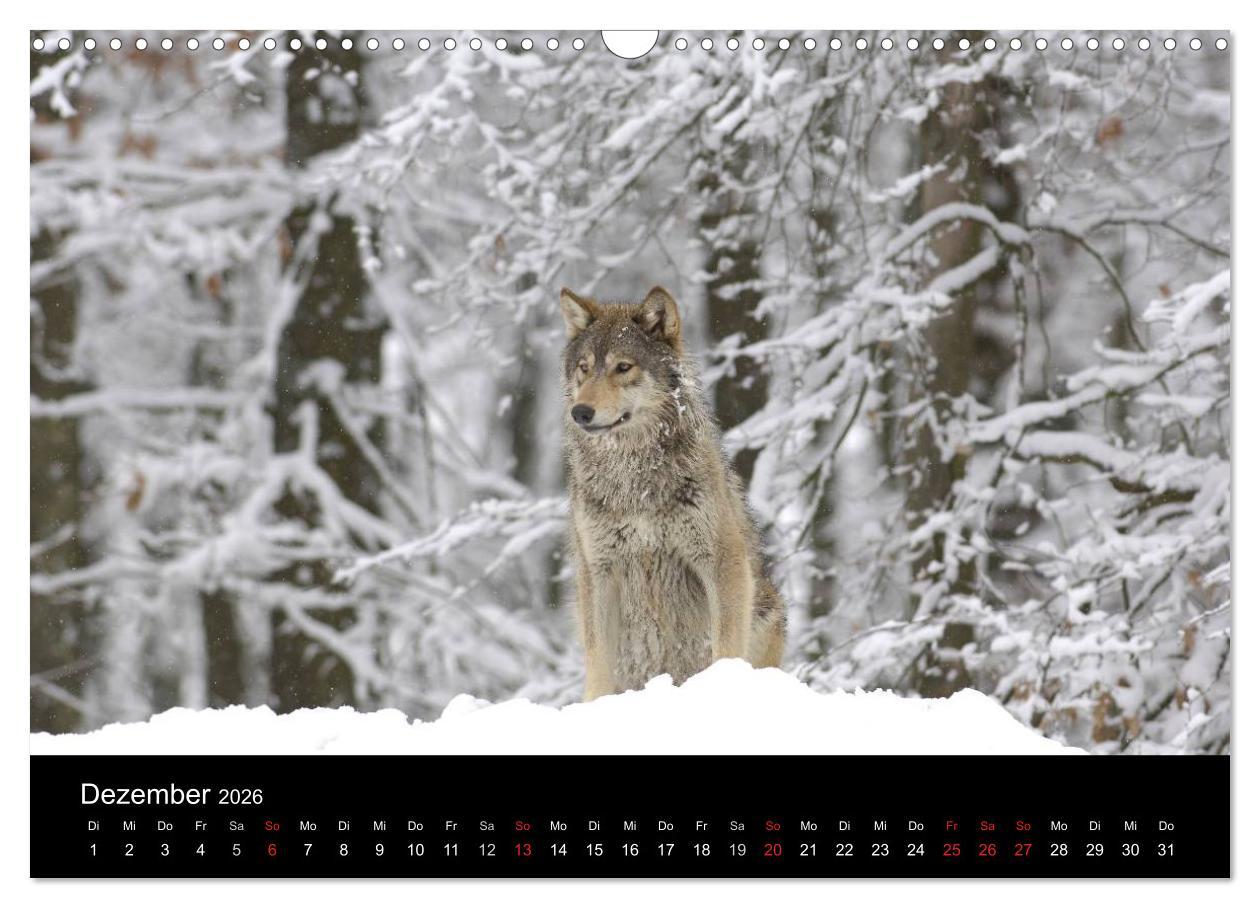 Beispielinhalt (Bild) Kanadische Wölfe im Winter (Wandkalender 2026 DIN A3 quer), CALVENDO Monatskalender