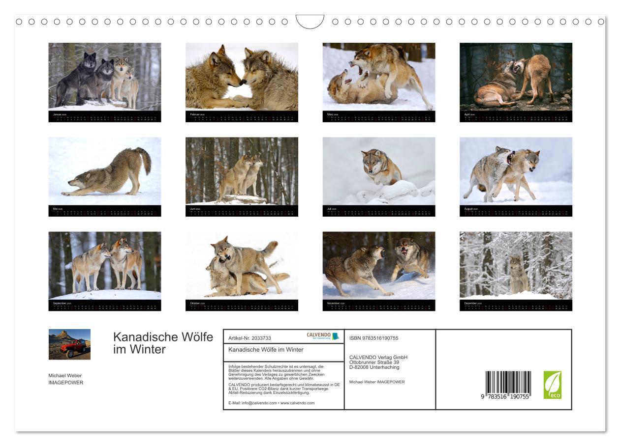 Beispielinhalt (Bild) Kanadische Wölfe im Winter (Wandkalender 2026 DIN A3 quer), CALVENDO Monatskalender