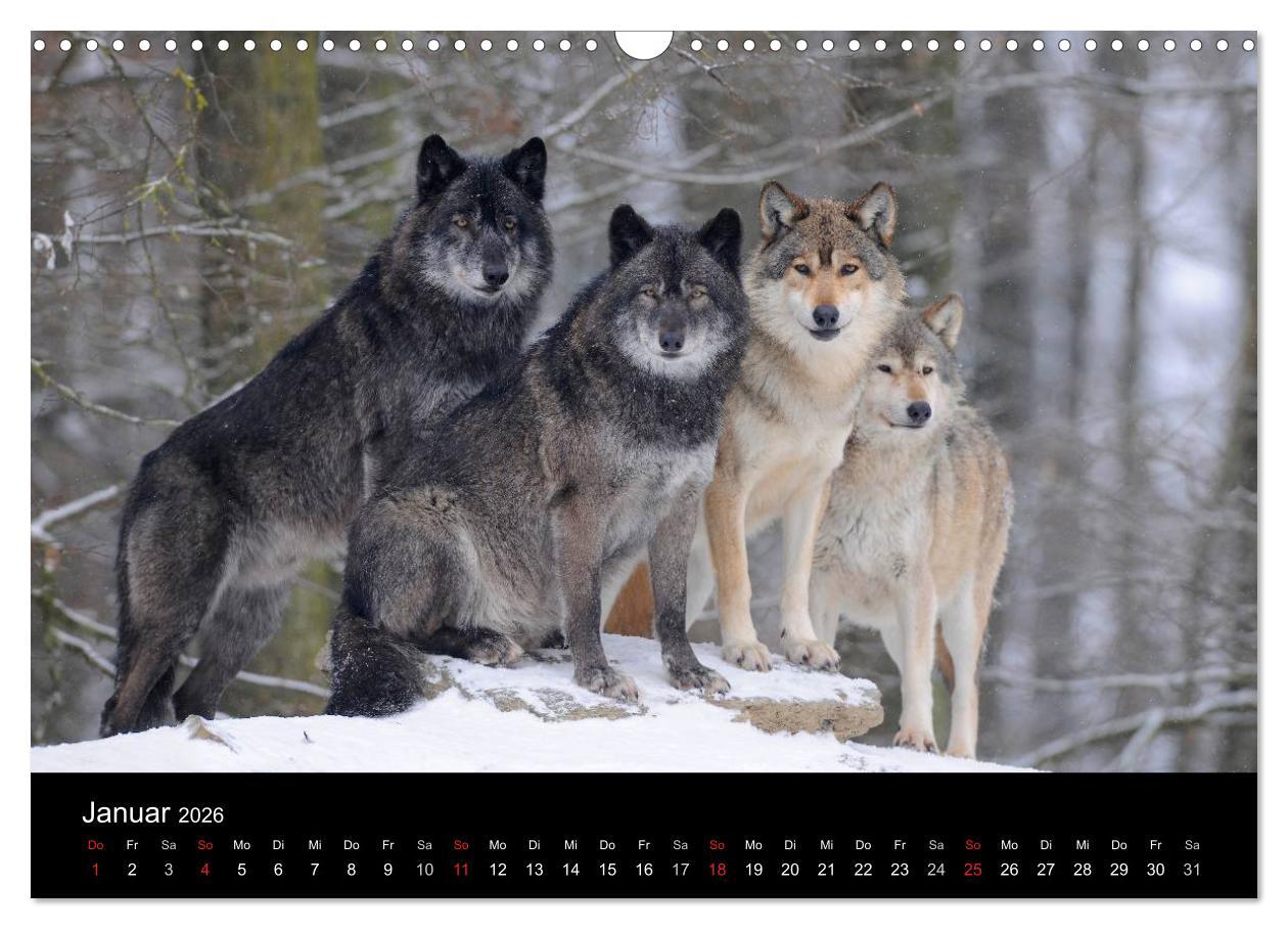 Beispielinhalt (Bild) Kanadische Wölfe im Winter (Wandkalender 2026 DIN A3 quer), CALVENDO Monatskalender