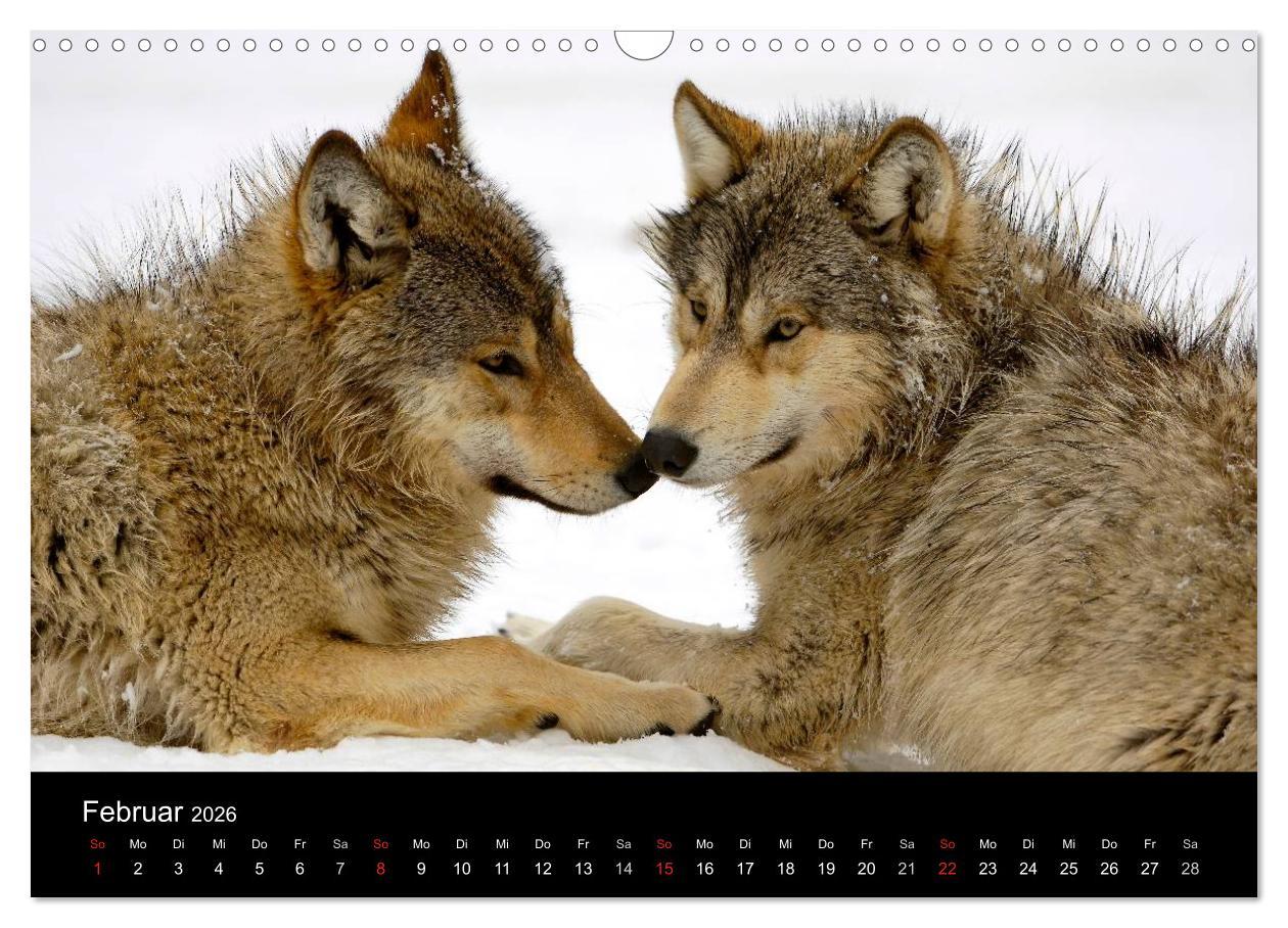 Beispielinhalt (Bild) Kanadische Wölfe im Winter (Wandkalender 2026 DIN A3 quer), CALVENDO Monatskalender
