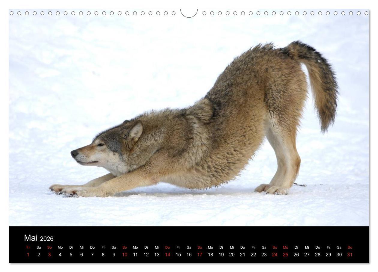 Beispielinhalt (Bild) Kanadische Wölfe im Winter (Wandkalender 2026 DIN A3 quer), CALVENDO Monatskalender