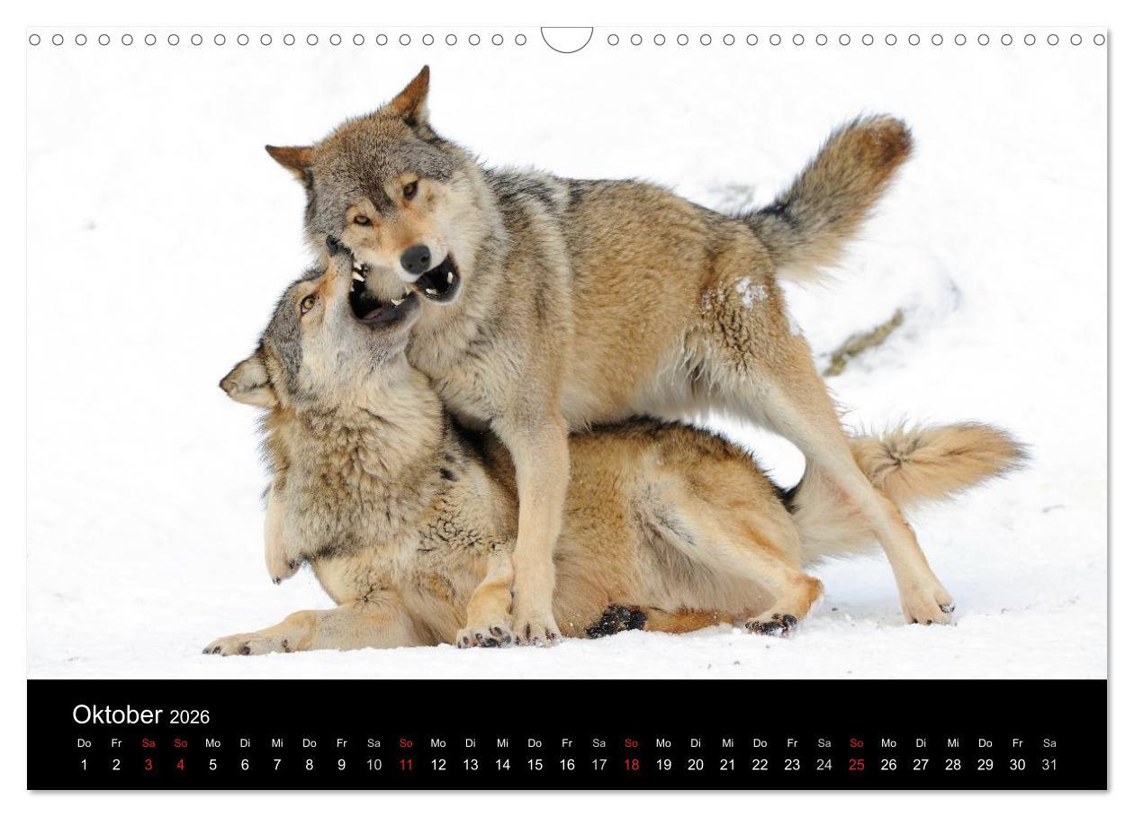 Beispielinhalt (Bild) Kanadische Wölfe im Winter (Wandkalender 2026 DIN A3 quer), CALVENDO Monatskalender
