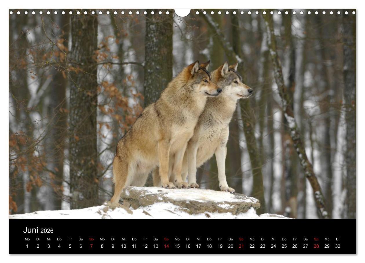 Beispielinhalt (Bild) Kanadische Wölfe im Winter (Wandkalender 2026 DIN A3 quer), CALVENDO Monatskalender