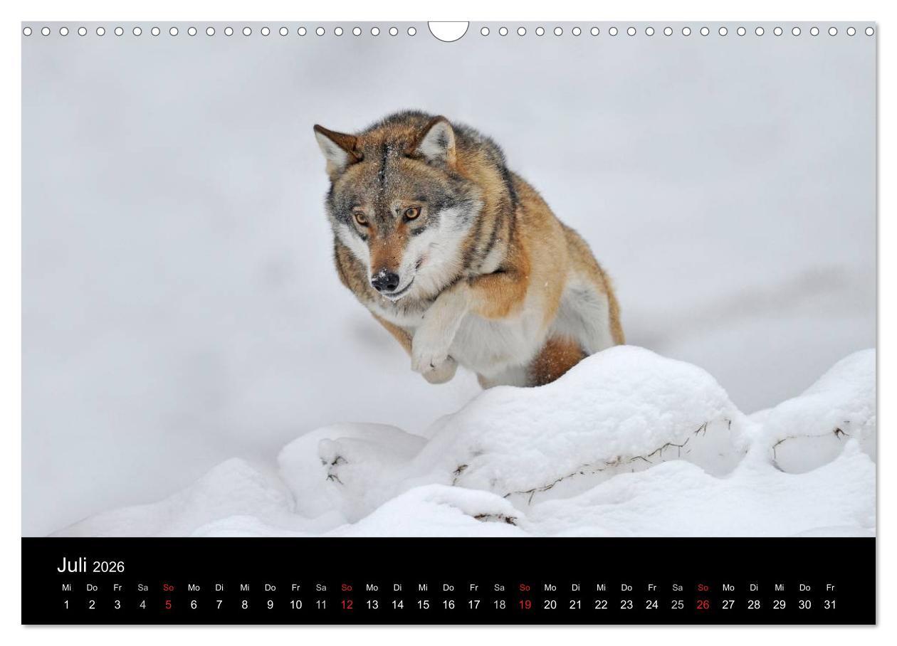 Beispielinhalt (Bild) Kanadische Wölfe im Winter (Wandkalender 2026 DIN A3 quer), CALVENDO Monatskalender