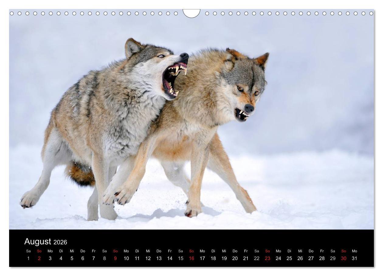 Beispielinhalt (Bild) Kanadische Wölfe im Winter (Wandkalender 2026 DIN A3 quer), CALVENDO Monatskalender