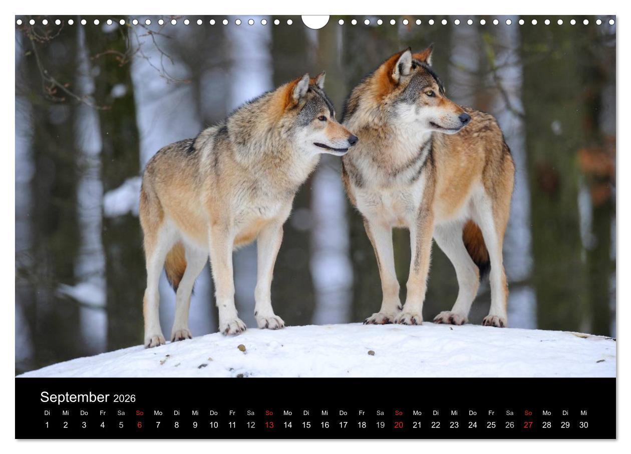 Beispielinhalt (Bild) Kanadische Wölfe im Winter (Wandkalender 2026 DIN A3 quer), CALVENDO Monatskalender