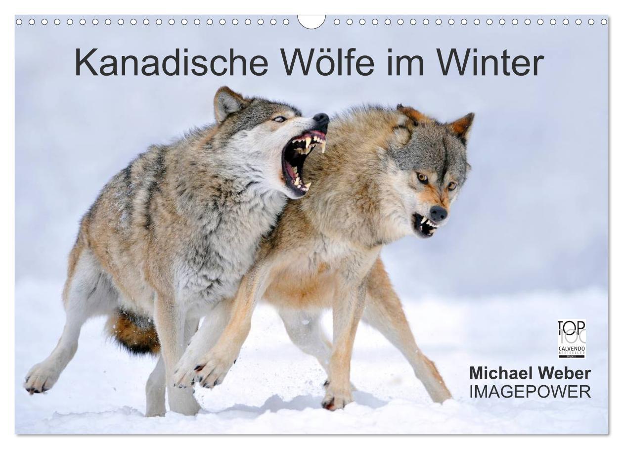 Vorderes Coverbild Kanadische Wölfe im Winter (Wandkalender 2026 DIN A3 quer), CALVENDO Monatskalender