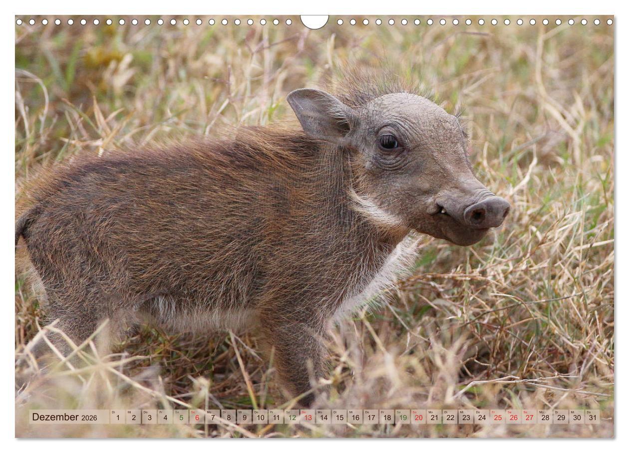 Beispielinhalt (Bild) Wildes Kinderzimmer - Tierkinder in Afrika (Wandkalender 2026 DIN A3 quer), CALVENDO Monatskalender
