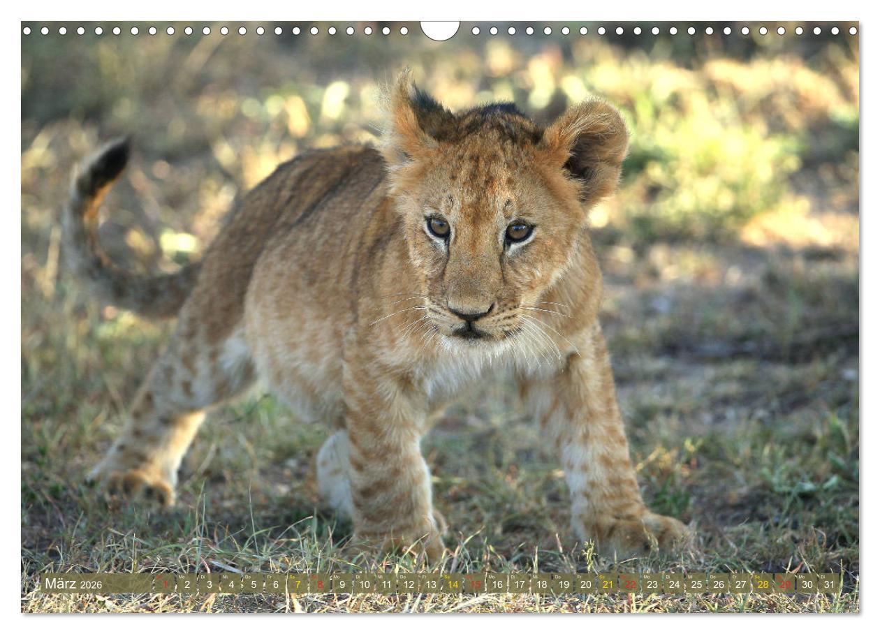 Beispielinhalt (Bild) Wildes Kinderzimmer - Tierkinder in Afrika (Wandkalender 2026 DIN A3 quer), CALVENDO Monatskalender