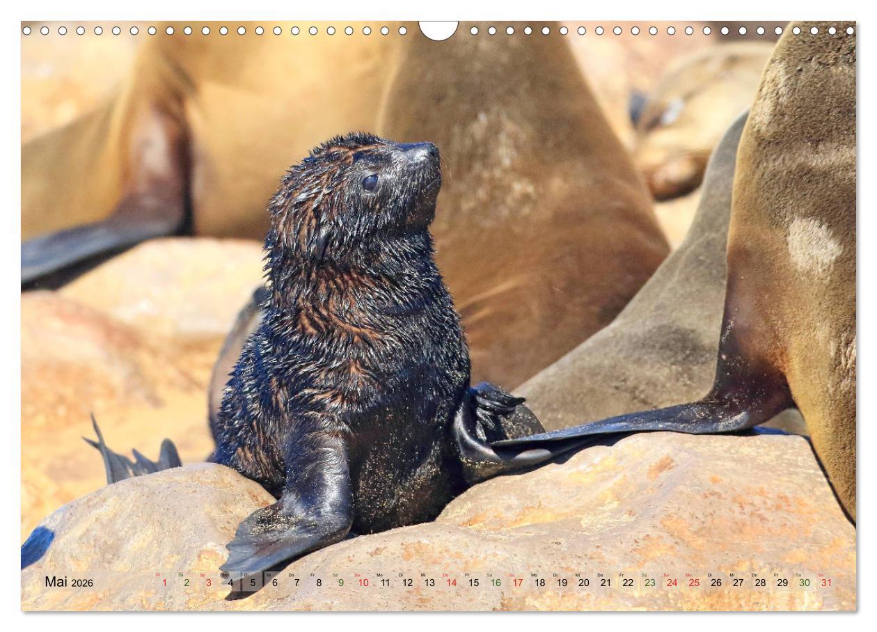 Beispielinhalt (Bild) Wildes Kinderzimmer - Tierkinder in Afrika (Wandkalender 2026 DIN A3 quer), CALVENDO Monatskalender