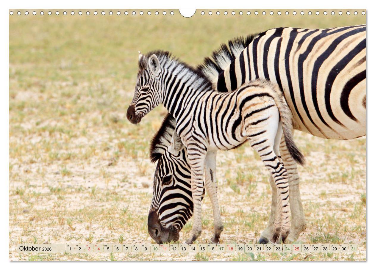 Beispielinhalt (Bild) Wildes Kinderzimmer - Tierkinder in Afrika (Wandkalender 2026 DIN A3 quer), CALVENDO Monatskalender