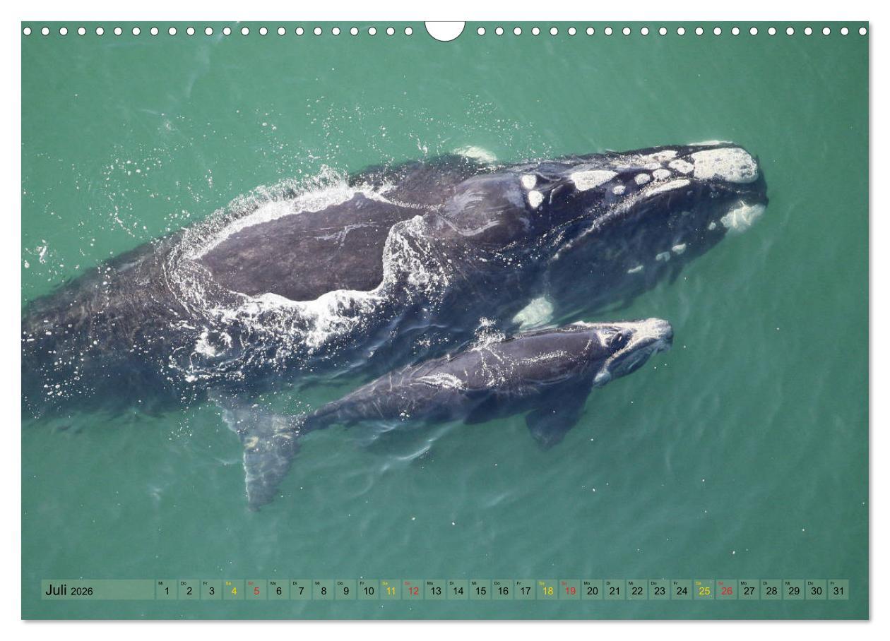 Beispielinhalt (Bild) Wildes Kinderzimmer - Tierkinder in Afrika (Wandkalender 2026 DIN A3 quer), CALVENDO Monatskalender