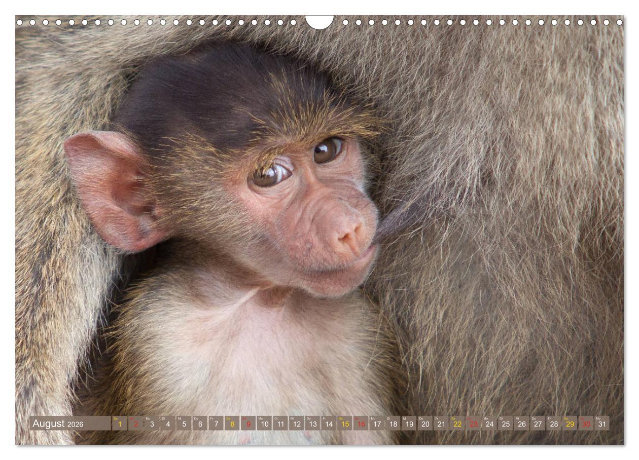 Beispielinhalt (Bild) Wildes Kinderzimmer - Tierkinder in Afrika (Wandkalender 2026 DIN A3 quer), CALVENDO Monatskalender