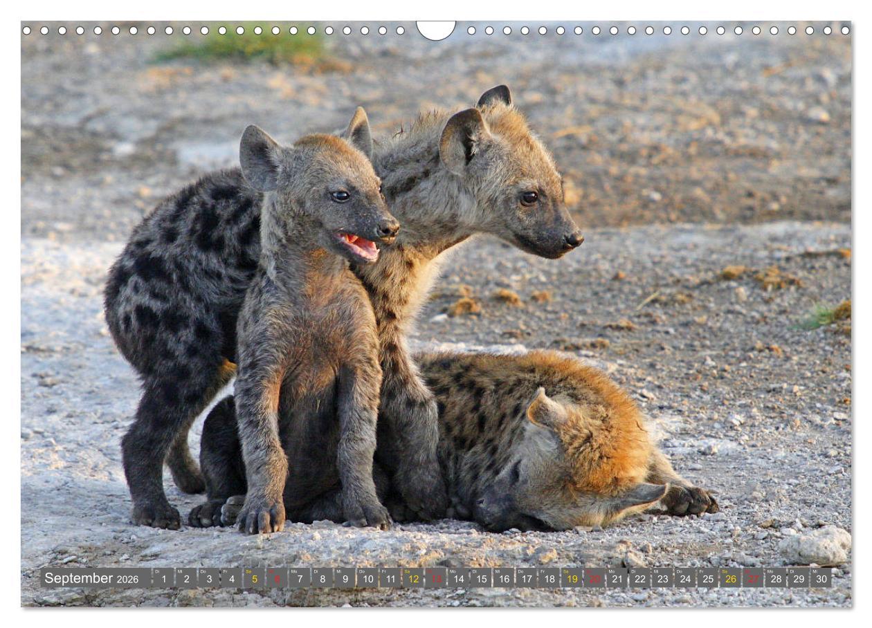 Beispielinhalt (Bild) Wildes Kinderzimmer - Tierkinder in Afrika (Wandkalender 2026 DIN A3 quer), CALVENDO Monatskalender