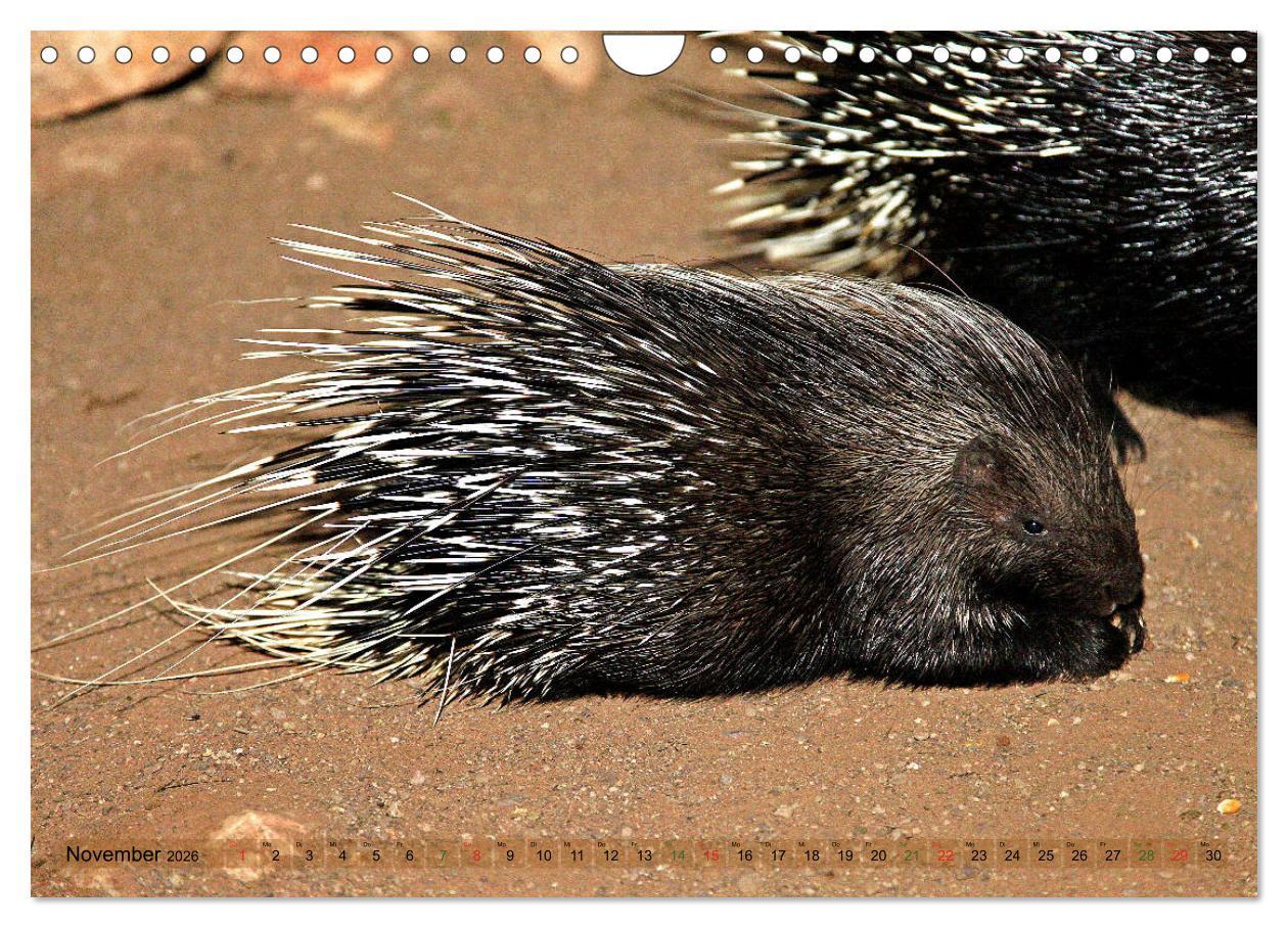 Beispielinhalt (Bild) Wildes Kinderzimmer - Tierkinder in Afrika (Wandkalender 2026 DIN A4 quer), CALVENDO Monatskalender