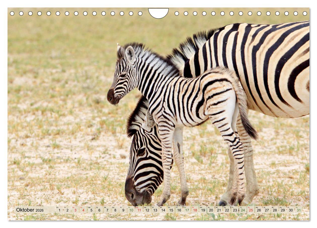 Beispielinhalt (Bild) Wildes Kinderzimmer - Tierkinder in Afrika (Wandkalender 2026 DIN A4 quer), CALVENDO Monatskalender