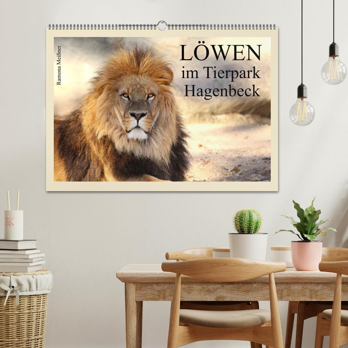 Beispielinhalt (Bild) Löwen im Tierpark Hagenbeck (Wandkalender 2026 DIN A2 quer), CALVENDO Monatskalender
