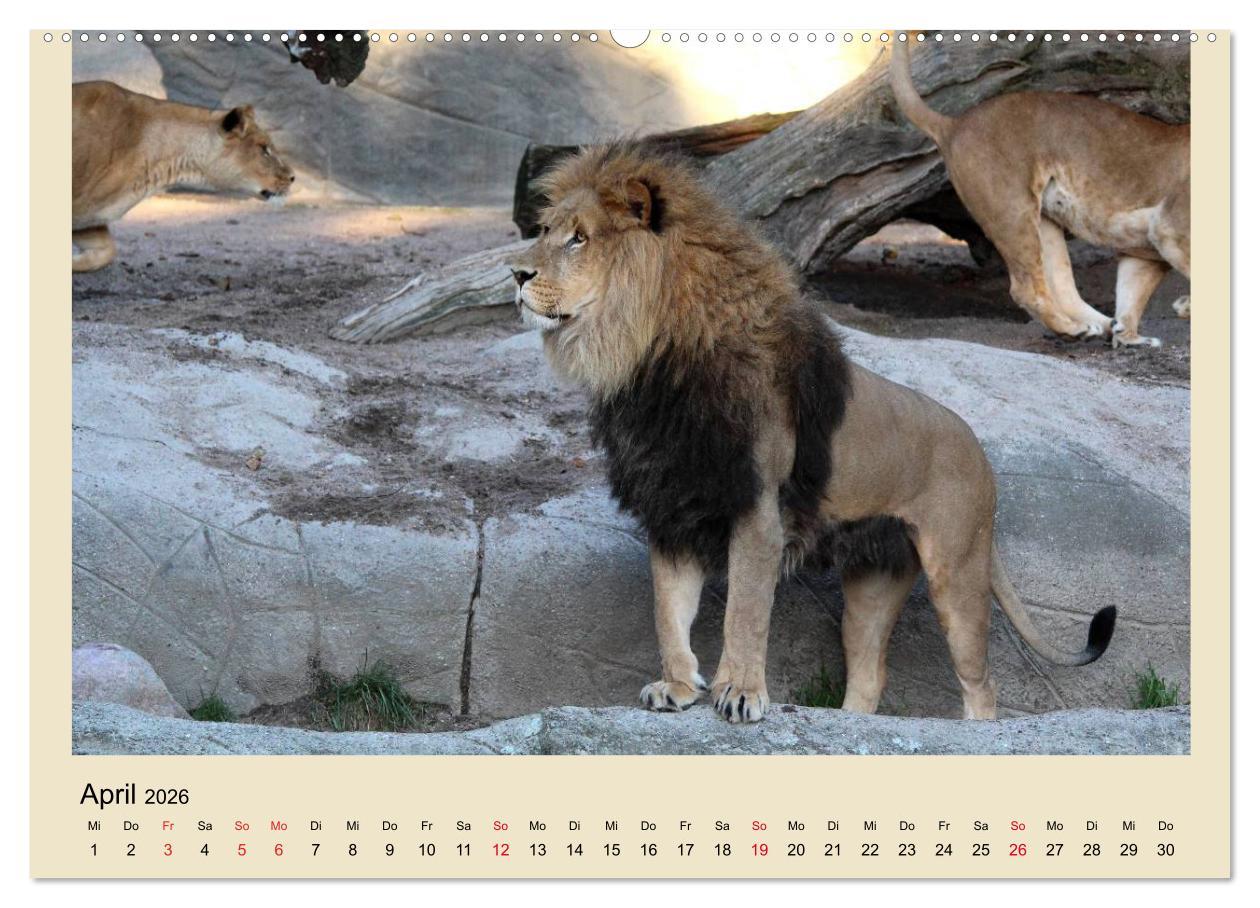 Beispielinhalt (Bild) Löwen im Tierpark Hagenbeck (Wandkalender 2026 DIN A2 quer), CALVENDO Monatskalender