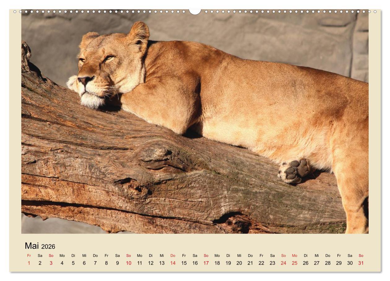Beispielinhalt (Bild) Löwen im Tierpark Hagenbeck (Wandkalender 2026 DIN A2 quer), CALVENDO Monatskalender