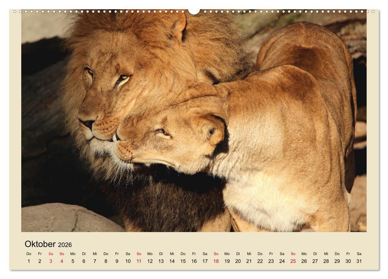 Beispielinhalt (Bild) Löwen im Tierpark Hagenbeck (Wandkalender 2026 DIN A2 quer), CALVENDO Monatskalender