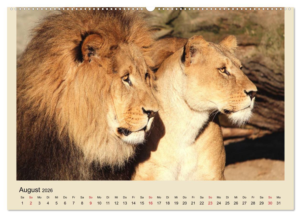 Beispielinhalt (Bild) Löwen im Tierpark Hagenbeck (Wandkalender 2026 DIN A2 quer), CALVENDO Monatskalender