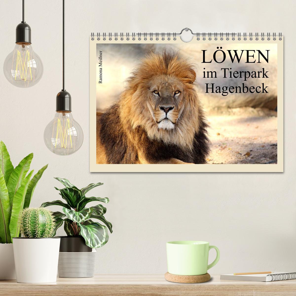 Beispielinhalt (Bild) Löwen im Tierpark Hagenbeck (Wandkalender 2026 DIN A4 quer), CALVENDO Monatskalender