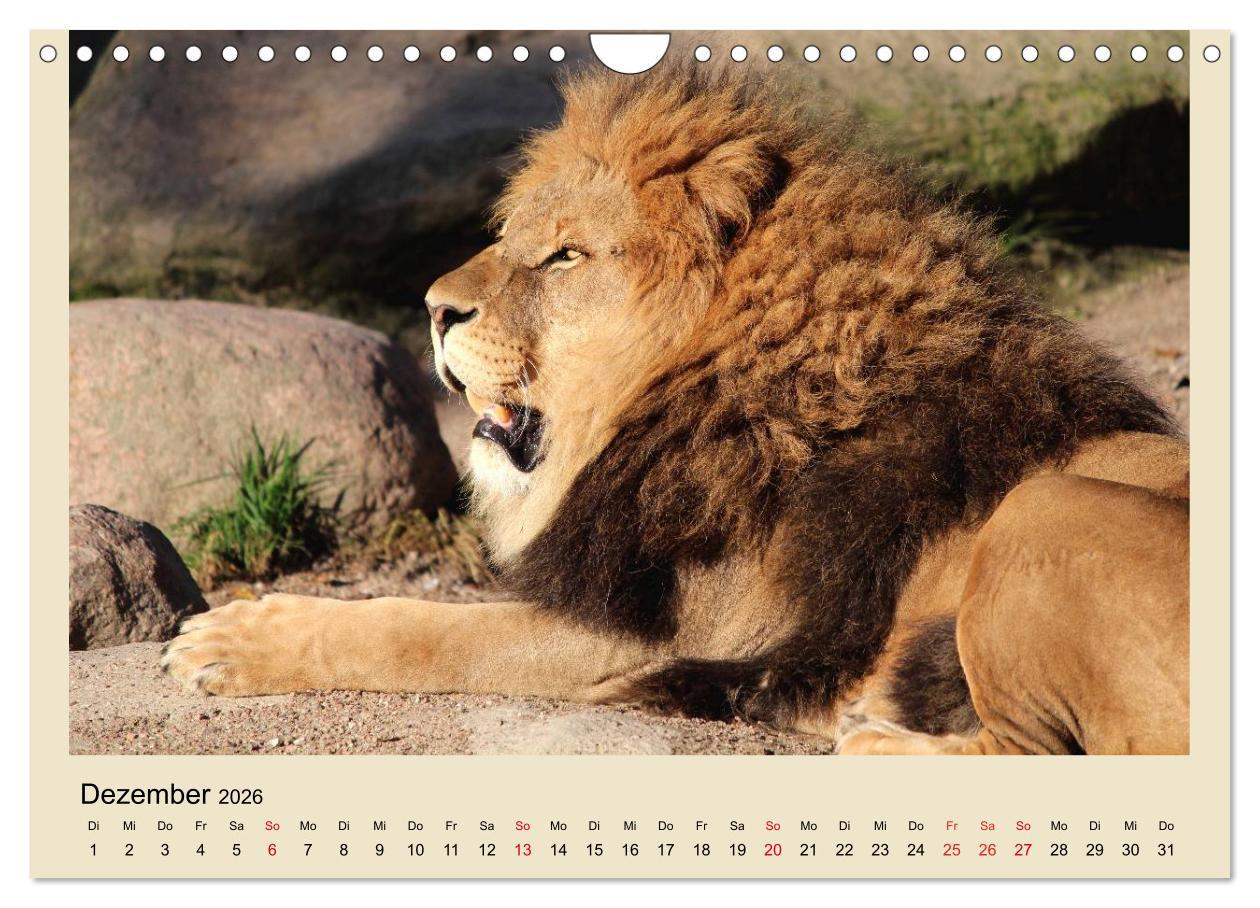 Beispielinhalt (Bild) Löwen im Tierpark Hagenbeck (Wandkalender 2026 DIN A4 quer), CALVENDO Monatskalender