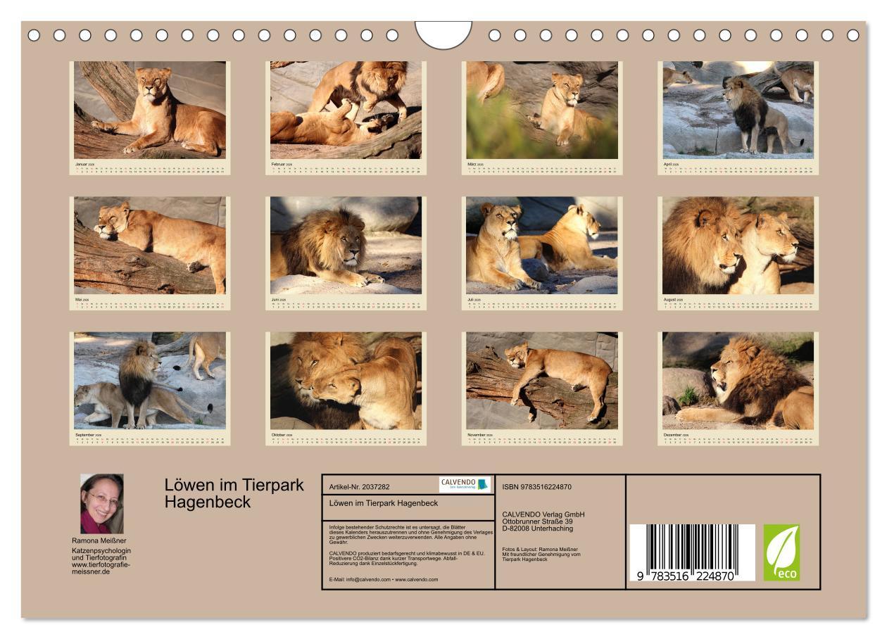 Beispielinhalt (Bild) Löwen im Tierpark Hagenbeck (Wandkalender 2026 DIN A4 quer), CALVENDO Monatskalender