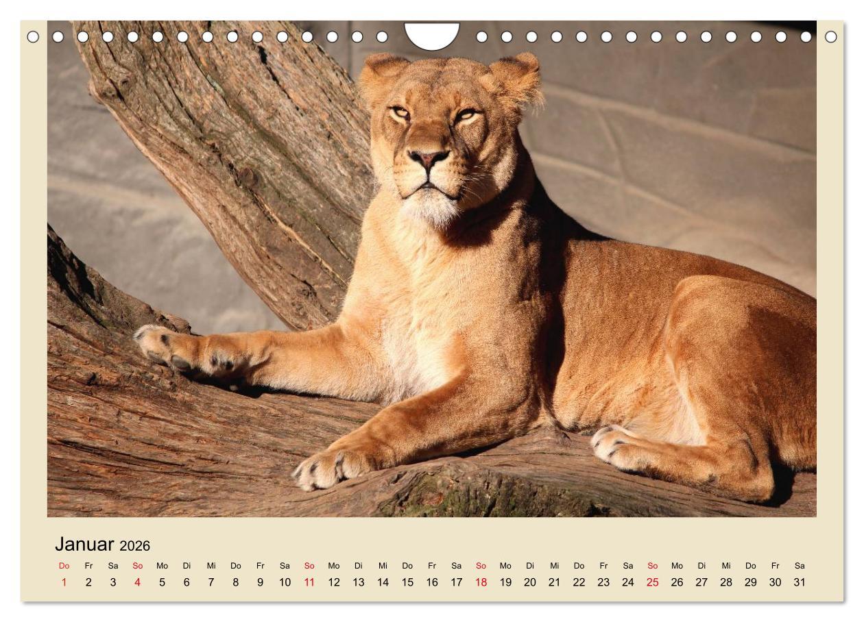 Beispielinhalt (Bild) Löwen im Tierpark Hagenbeck (Wandkalender 2026 DIN A4 quer), CALVENDO Monatskalender