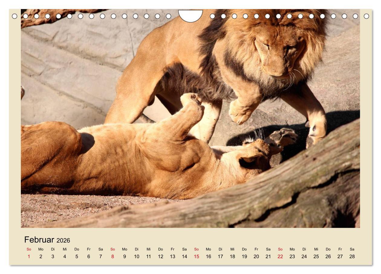 Beispielinhalt (Bild) Löwen im Tierpark Hagenbeck (Wandkalender 2026 DIN A4 quer), CALVENDO Monatskalender