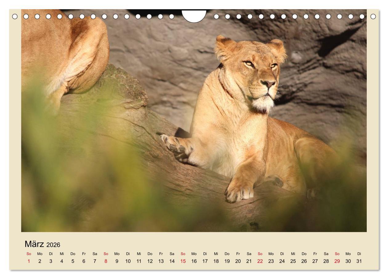 Beispielinhalt (Bild) Löwen im Tierpark Hagenbeck (Wandkalender 2026 DIN A4 quer), CALVENDO Monatskalender