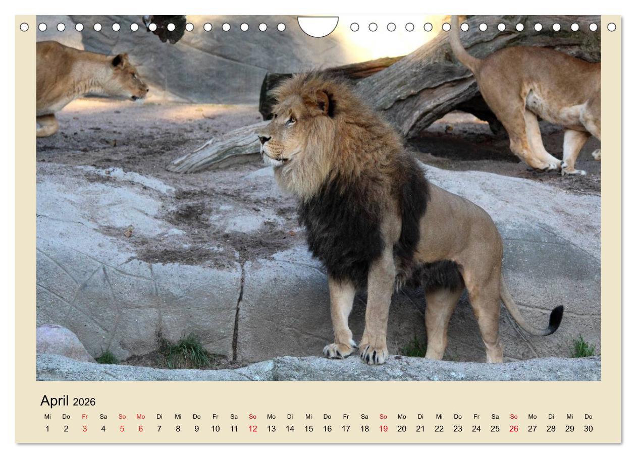 Beispielinhalt (Bild) Löwen im Tierpark Hagenbeck (Wandkalender 2026 DIN A4 quer), CALVENDO Monatskalender