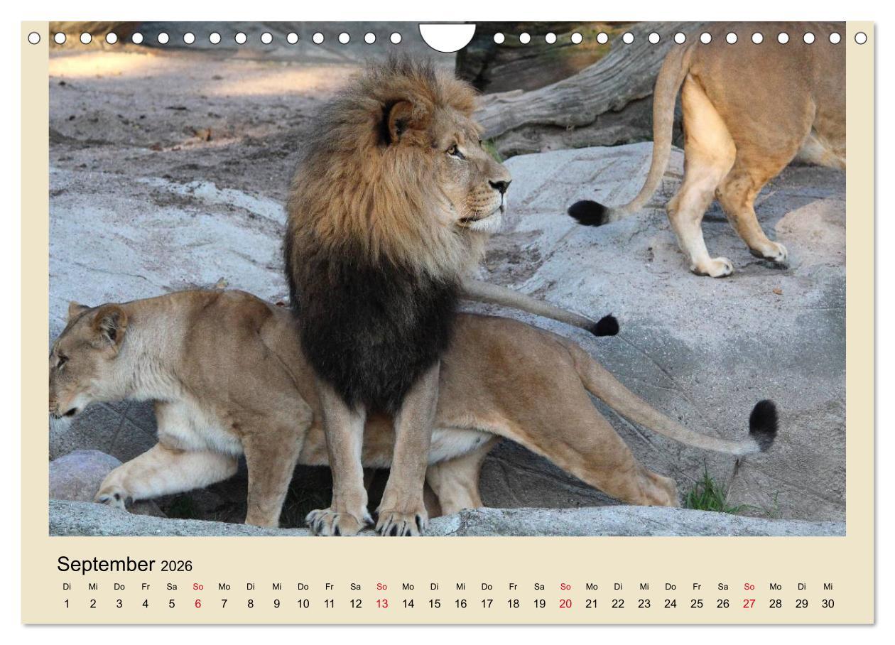 Beispielinhalt (Bild) Löwen im Tierpark Hagenbeck (Wandkalender 2026 DIN A4 quer), CALVENDO Monatskalender