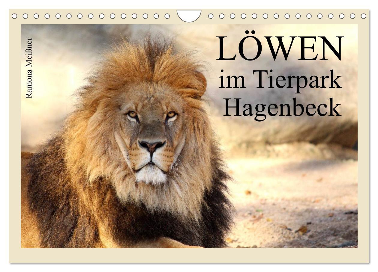 Vorderes Coverbild Löwen im Tierpark Hagenbeck (Wandkalender 2026 DIN A4 quer), CALVENDO Monatskalender