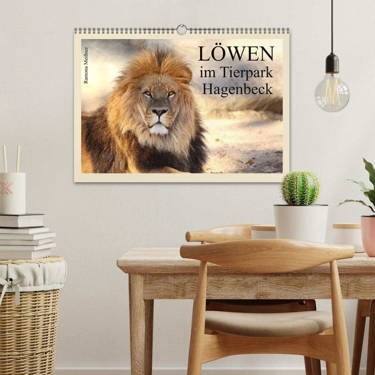 Beispielinhalt (Bild) Löwen im Tierpark Hagenbeck (Wandkalender 2026 DIN A3 quer), CALVENDO Monatskalender