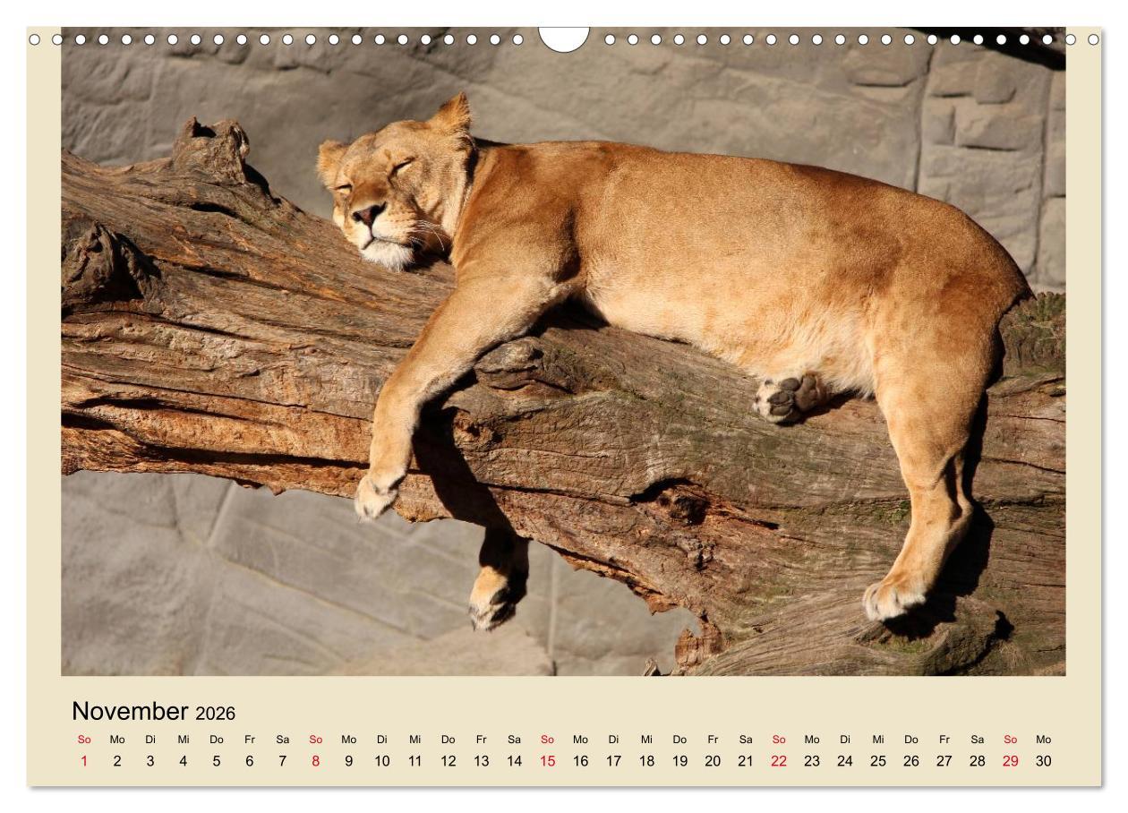 Beispielinhalt (Bild) Löwen im Tierpark Hagenbeck (Wandkalender 2026 DIN A3 quer), CALVENDO Monatskalender