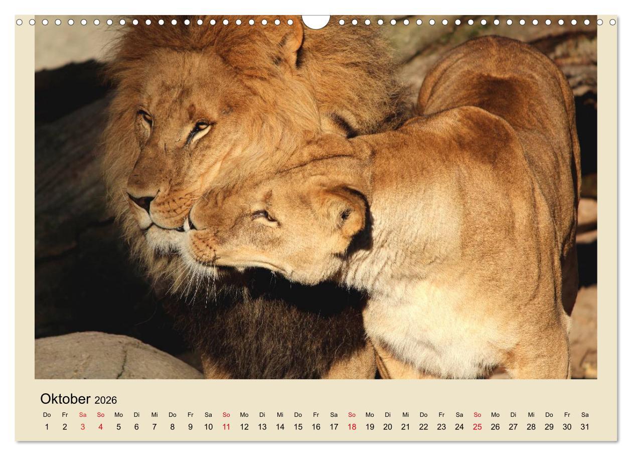 Beispielinhalt (Bild) Löwen im Tierpark Hagenbeck (Wandkalender 2026 DIN A3 quer), CALVENDO Monatskalender