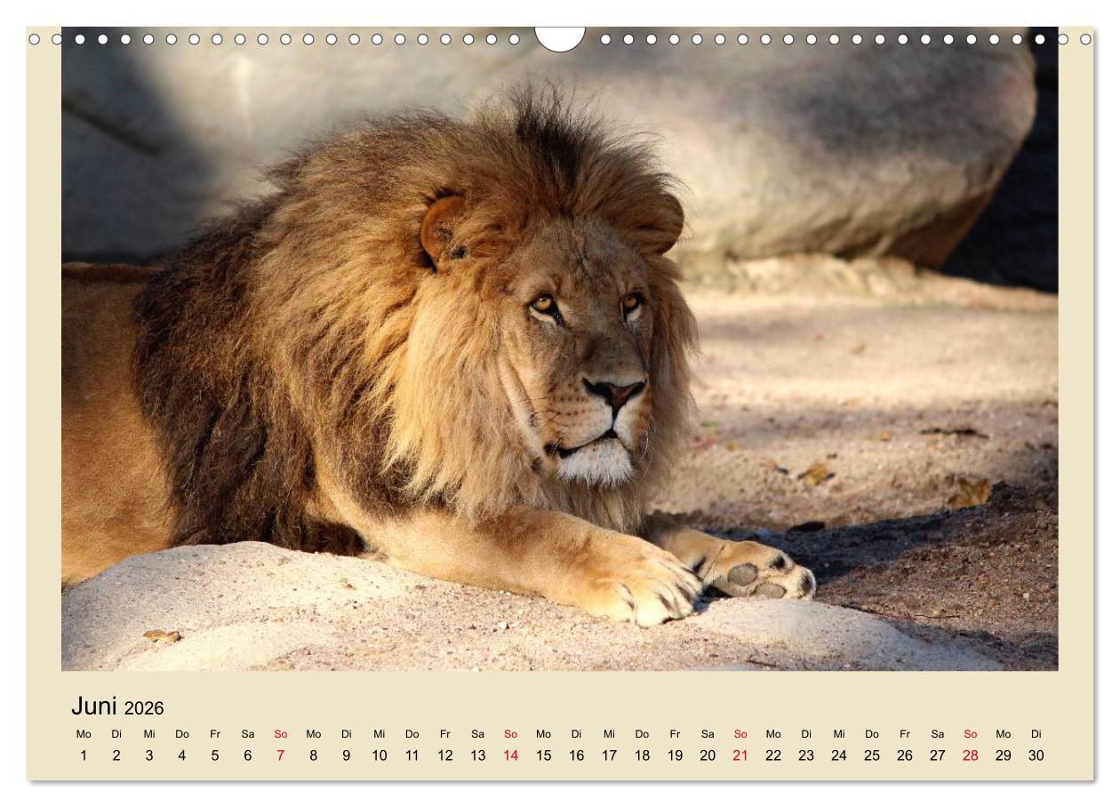 Beispielinhalt (Bild) Löwen im Tierpark Hagenbeck (Wandkalender 2026 DIN A3 quer), CALVENDO Monatskalender